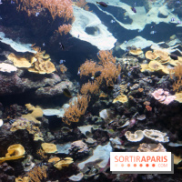 Aquarium de Paris Décembre 2016