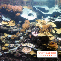 Aquarium de Paris Décembre 2016