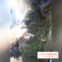 Aquarium de Paris Décembre 2016