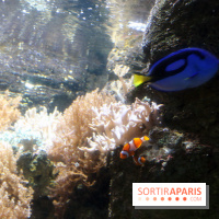 Aquarium de Paris Décembre 2016