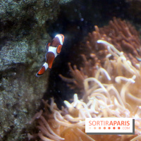 Aquarium de Paris Décembre 2016