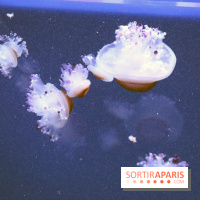 Aquarium de Paris Décembre 2016