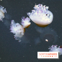 Aquarium de Paris Décembre 2016