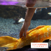 Aquarium de Paris Décembre 2016