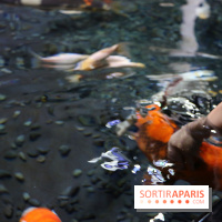 Aquarium de Paris Décembre 2016