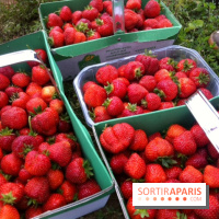 cueillettes des fraises autour de Paris
