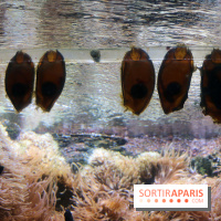 Zig & Sharko à l'aquarium de Paris