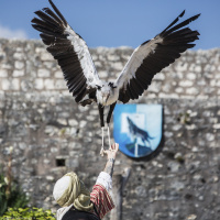 Les Aigles des Remparts de Provins 2017