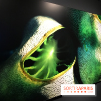 Les récifs Coralliens s'exposent à l'Aquarium de Paris