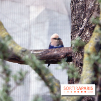 Zoo de Vincennes, Parc Zoologique de Paris 2017