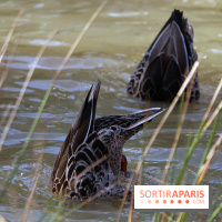 Zoo de Vincennes, Parc Zoologique de Paris 2017
