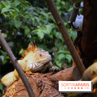 Zoo de Vincennes, Parc Zoologique de Paris 2017