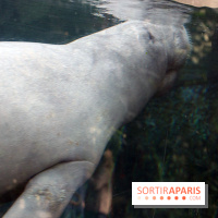 Zoo de Vincennes, Parc Zoologique de Paris 2017