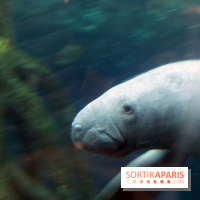 Zoo de Vincennes, Parc Zoologique de Paris 2017