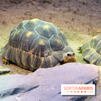 Zoo de Vincennes, Parc Zoologique de Paris 2017