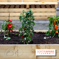 Le Papa Cabane : nouvelle terrasse estivale à Paris