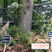 Botany For Change 2017