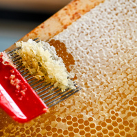 Ateliers d'initiation à l'apiculture durable aux Ruches Villette