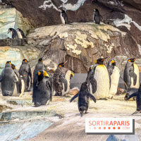 Neige et verglas : c'est quoi la posture du pingouin, pour éviter de tomber dans la rue ?