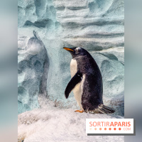 Neige et verglas : c'est quoi la posture du pingouin, pour éviter de tomber dans la rue ?