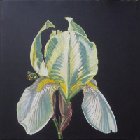 Des iris pour IRIS, l’exposition de Marc Beaulieux à la galerie Popy Arvani