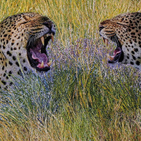 Vibrations lumineuses, un parfum d'Afrique, l'exposition à la galerie Orenda