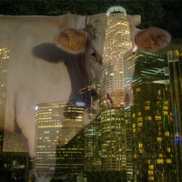 Exposition Laure Prouvost au Studio des Acacias