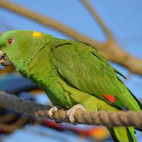 Parrot World, le parc animalier immersif de l'Île-de-France rouvre ses portes