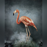 Australia Now 2021 : Phœnix, Rise from the Ashes, l'exposition de Vee Speers à la galerie XII