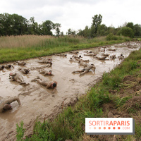 Spartan Race 2017, les photos