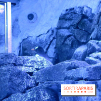 Les Manchots de l'Aquarium Sea Life
