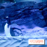 Les Manchots de l'Aquarium Sea Life