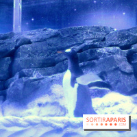 Les Manchots de l'Aquarium Sea Life