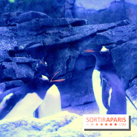 Les Manchots de l'Aquarium Sea Life