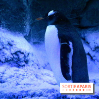 Les Manchots de l'Aquarium Sea Life