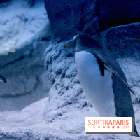 Les Manchots de l'Aquarium Sea Life