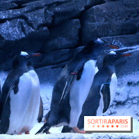 Les Manchots de l'Aquarium Sea Life