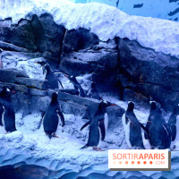 Les Manchots de l'Aquarium Sea Life