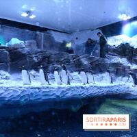 Les Manchots de l'Aquarium Sea Life