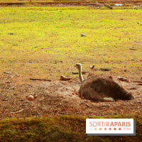 Camion Safari : une visite guidée dans les coulisses de Thoiry
