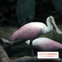 Mission Protéger au Parc Zoologique