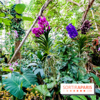 Mille et une orchidées au Jardin des Plantes 2018, les photos