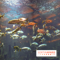 Les 60 ans de LEGO® à l'Aquarium de Paris