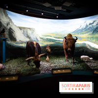 Exposition Néanderthal au Musée de l'Homme