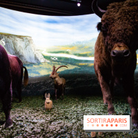 Exposition Néanderthal au Musée de l'Homme