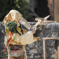 Les Aigles des Remparts de Provins, les photos