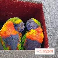 Zoo de Thoiry 2018 : les photos