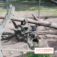 Zoo de Thoiry 2018 : les photos