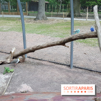 Zoo de Thoiry 2018 : les photos