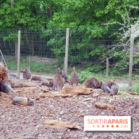 Zoo de Thoiry 2018 : les photos